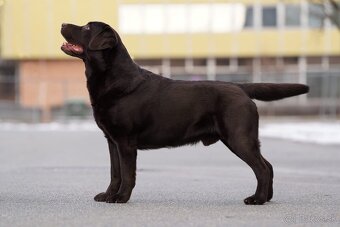 Labradorský retríever s PP - černá a čokoládová štěňátka - 9