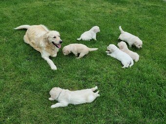 Zlatý retriever šteniatka narodené 16.6.2025 - 9