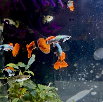 gupky (čisté formy) - 9