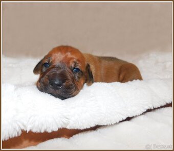 Rhodesian ridgeback- fenka s PP - 9