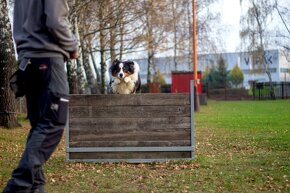 Austrálsky ovčiak - krytie, PP - 9