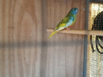 Neofema modrohlava - 9