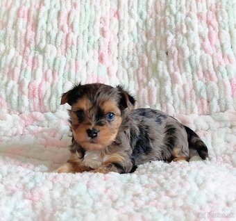 Yorkshire terrier - 9