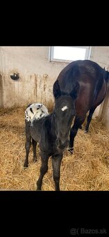 prípúštanie Appaloosa žrebcom - 9