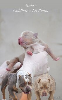ŠTENIATKA AMERICAN BULLY XL/XXL - 9