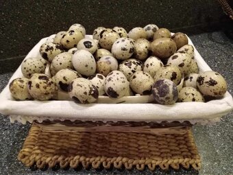 Japonské prepelice - 9