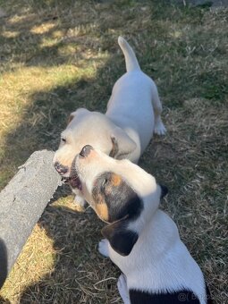 Jack Russell Terier Tricolor - 9