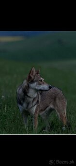 Saarloosov vlčiak - 9