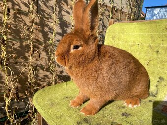 Novozélandské červené - 9