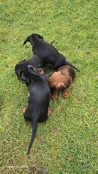 Jazvecik kratkosrsti. - 9