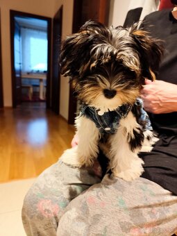 Riflova vesticka pre psika S - nova - 9