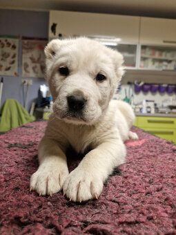 Stredoázijský ovčiak SAO s PP - 9