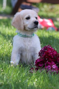 Zlatý retriever/ Golden retriever - 9