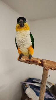 Amazonik Čiernotemenný - 9