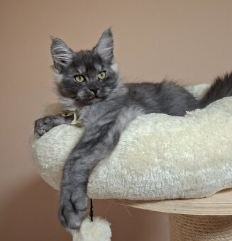 Maine coon,  mainská mývalia s PP - 9