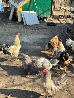 Predám kohútov - 9