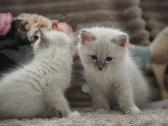 Ragdoll mačiatka s PP - 9