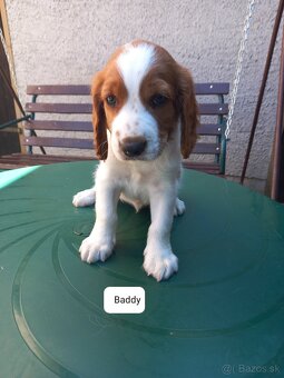 Welsh springerspaniel - 9