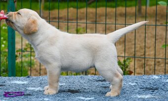 Labrador steniatka s PP - 9