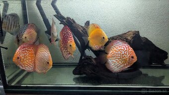 Discus, terčovce, Diskus 8 kusov - 9