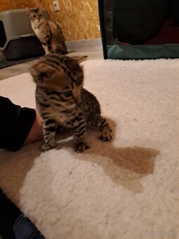 Bengalske maciatka s PP - 9