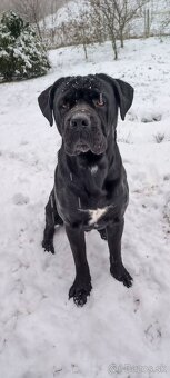 Cane Corso - Pes - 9