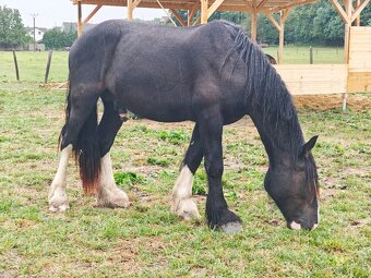 SHIRE HORSE PREDAJ/ VÝMENA - 9