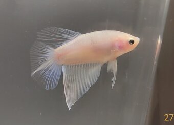 Bojovnica, betta, samec - 9