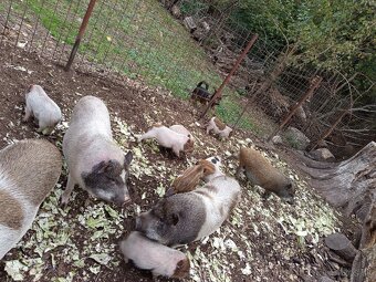 Vietnamské prasiatka 2 - 9