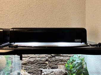 Predám terárium ZooMed s PAGEKONÓM RIASNATÝM (samec) - 9