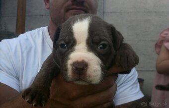 American bully - ch.s. Family Muscle Bullies - 9