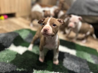 Americky pitbull terier - 9