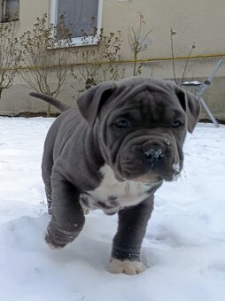 American bully XL - 9
