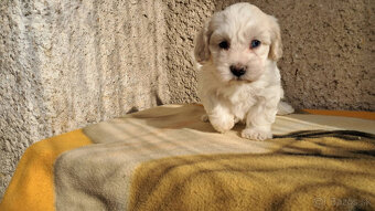 Maltipoo - 9