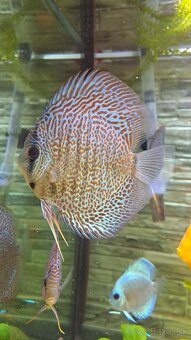 Discus - 9