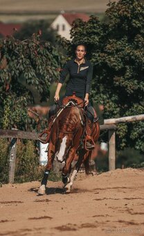 Quarter horse žrebček - double register - 9