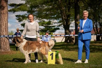 Moskovský strážny pes PP FCI - 9