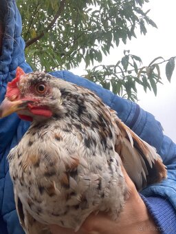 Predam mlade kohutiky cream legbar a svedska kvetina - 9