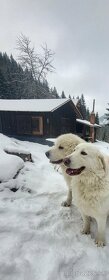 Pyrenejský horský pes - šteniatka - 9