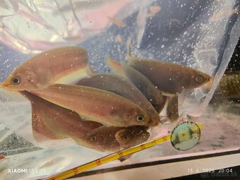arapaima gigas /novy import 6-2025 - 9