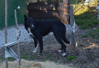 Krátkosrstá border kólia s PP - 9