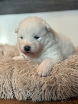 Samojed s PP - psík - 9