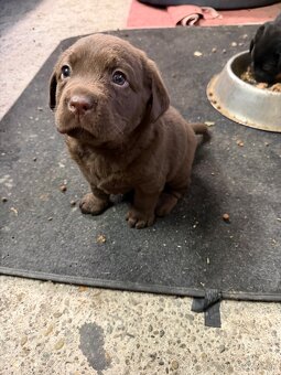 Labrador šteniatka - 9