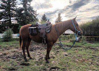 Quarter horse - 9