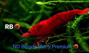Krevetky Neocaridina, Caridina, Raciky, Raky a Akva Machy - 9