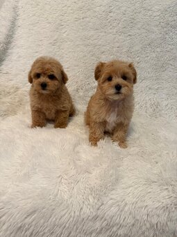 Maltipoo - 9