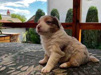 Australsky ovčiak - šteniatka bez PP. - 9