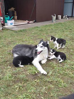Sibírsky husky – šteniatka na predaj - 9