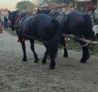 Predám Kobylu Norik aj so žriebatom - 9