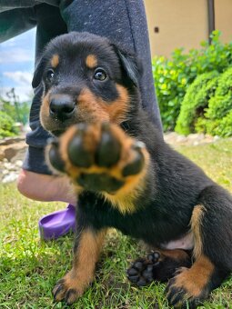 Beauceron šteniatko, šteniatka s PP - 9